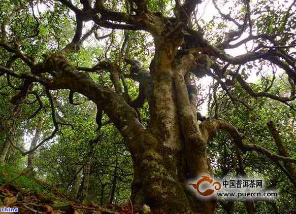 普洱茶南迫老寨：特点、古树茶价格，云南原生态产区风貌