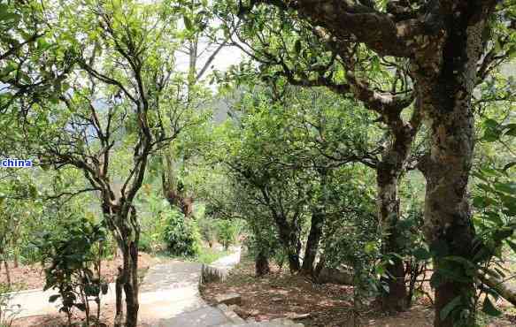 普洱茶南迫老寨：特点、古树茶价格，云南原生态产区风貌