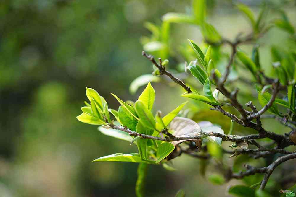 普洱茶南迫