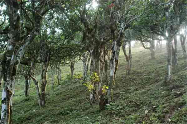 秘境普洱茶六大茶山：产地与古树揭秘