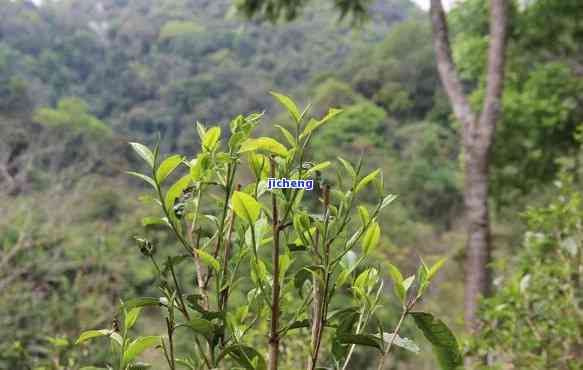 看马箐普洱茶：山上的滋味，好与不好的感受，马关与马台的区别