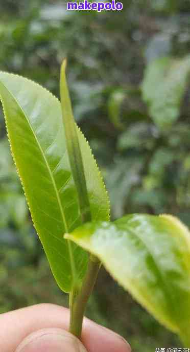 探究普洱茶上的叶片特征及其品质影响