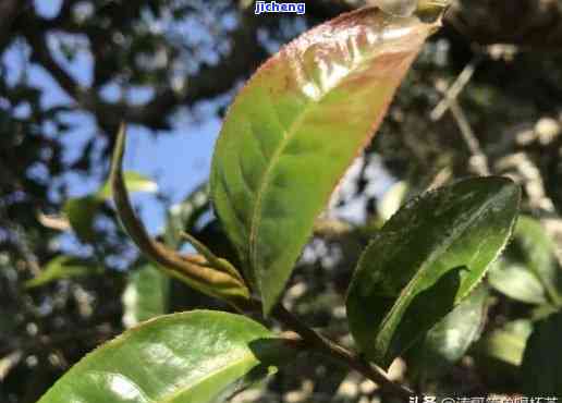 探究普洱茶上的叶片特征及其品质影响