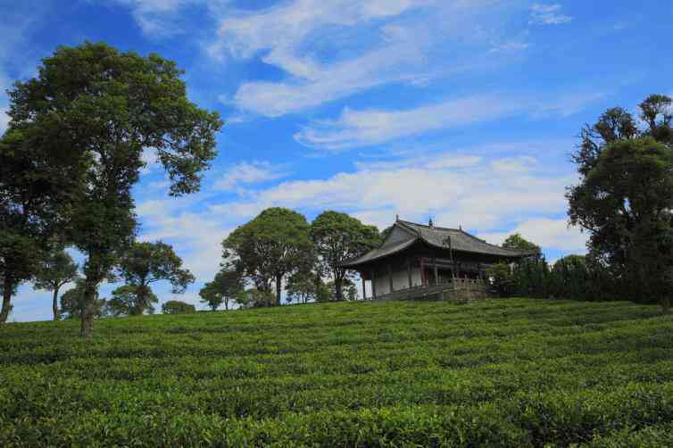 云南中国茶城普洱茶厂地址电话-云南中国茶城普洱茶厂地址电话号码