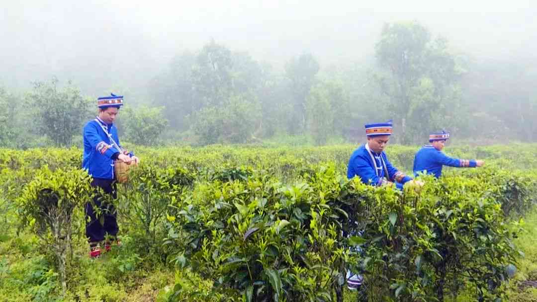 云南普洱茶田：探寻千年古树的传奇故事与茶文化精髓