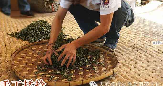 普洱茶揉捏工艺的完整流程与要领，探究普洱茶揉捻的关键时刻。