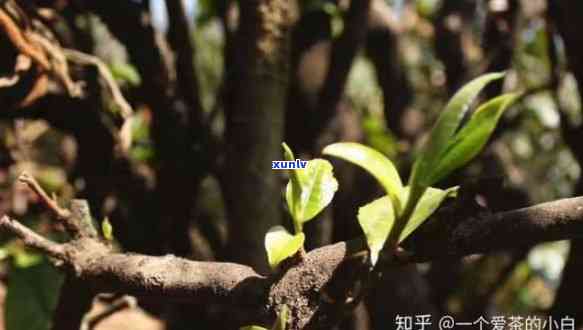 古树普洱茶16年的价值评估：为何如此珍贵？