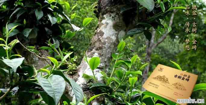 君享普洱茶：古树茶香，醇厚口感，品味人生