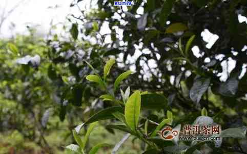 品质优良的果芽普洱茶价格分析