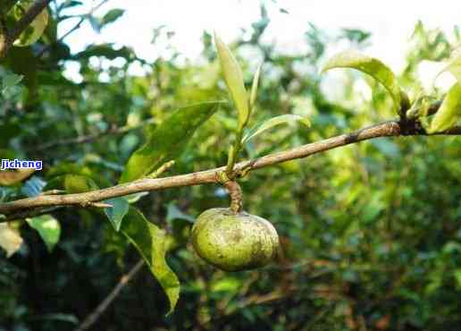 普洱茶茶果功效作用及用途：能喝且有多种功效