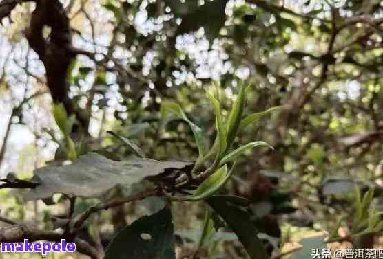 果芽普洱茶