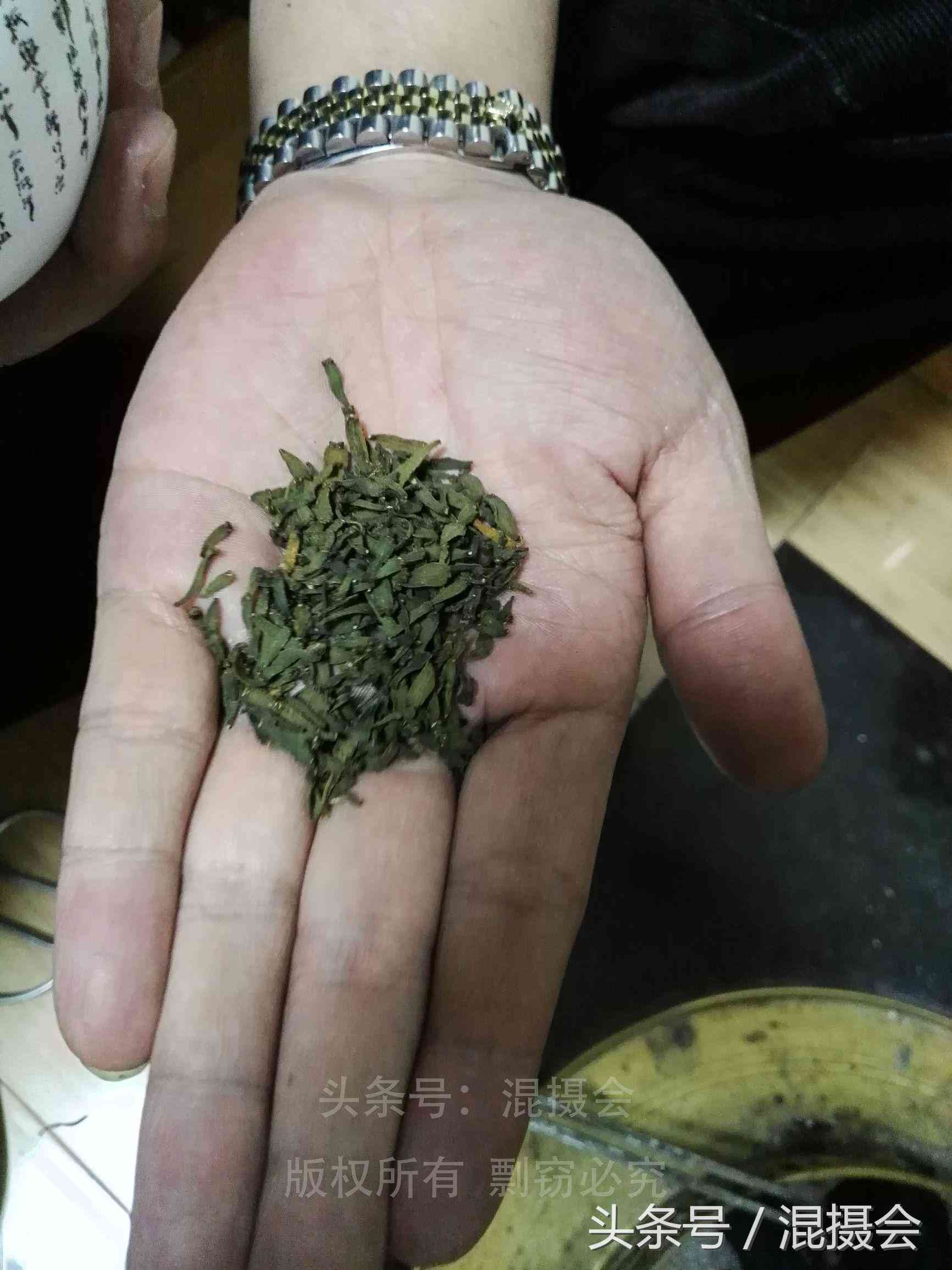 探究普洱茶工艺：从种植到制作的全过程解析