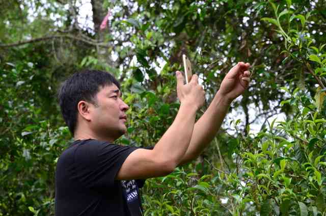 普洱茶：密封保存还是敞开存？全方位解答您的疑问