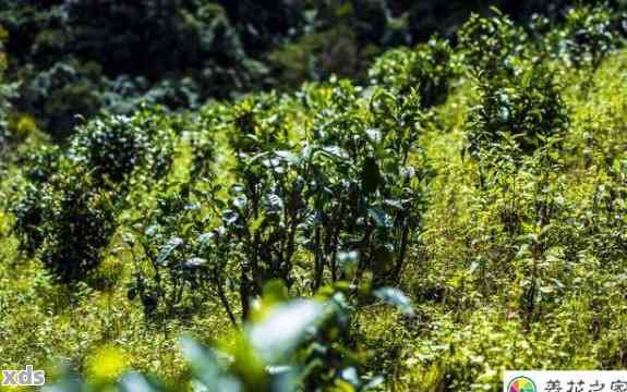 贵州普洱茶：源自山野，韵味悠长的独特茶品