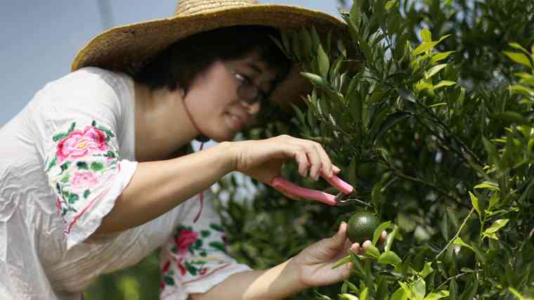 自己做小青柑diy方法介绍(干货请收藏):纯天然的美味与健并存