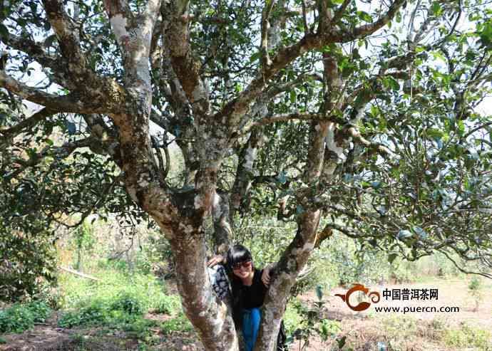 勐库东来古树茶价格与特点解析：完整表及村级制作工艺揭秘