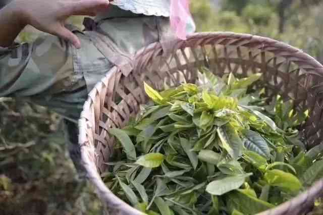 普洱茶制作新方法：如何利用枇杷叶制作出独特的普洱茶风味？