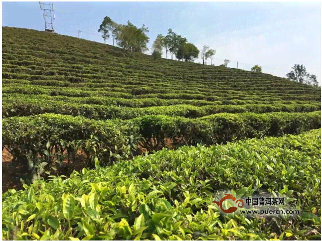 云南勐海春海茶厂：探寻世界茶叶品质标杆的魅力之地