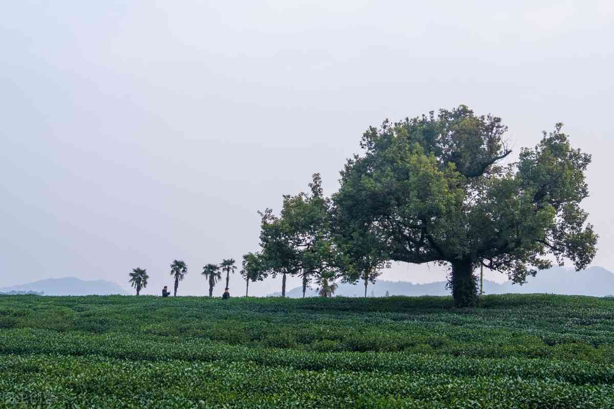 普洱茶散茶需要烘干吗？多久喝一次好？