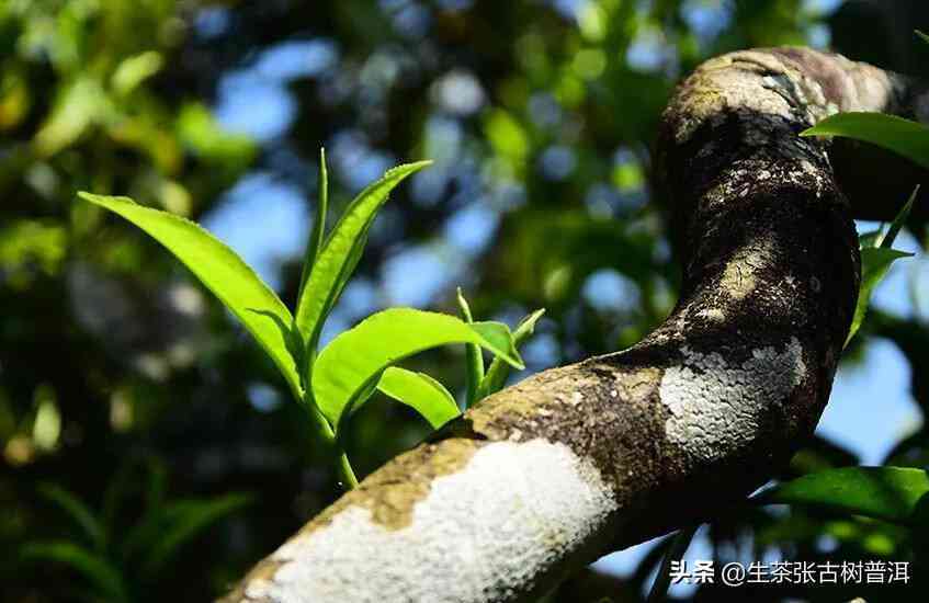 勐库古树普洱茶详解：优缺点分析及选购指南，助您深入了解这款名茶