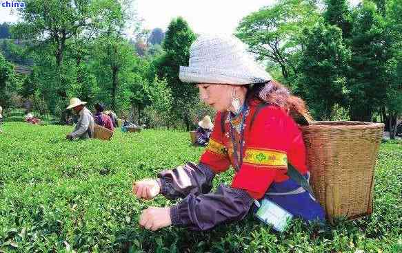 大理永平茶叶：当地风俗、简介、特产及牌子汇总