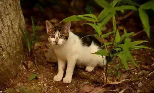 普洱小猫：生态、保护、性与栖息地全方位解析