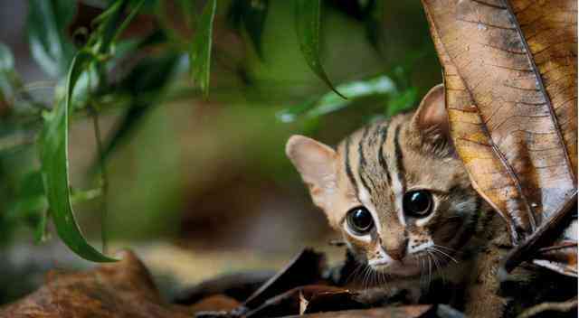 普洱小猫：生态、保护、性与栖息地全方位解析