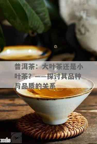 普洱茶劲大：茶叶大小、后劲与质量的关系