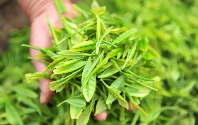 绿茶、普洱茶与脂肪肝：哪种茶更有益？