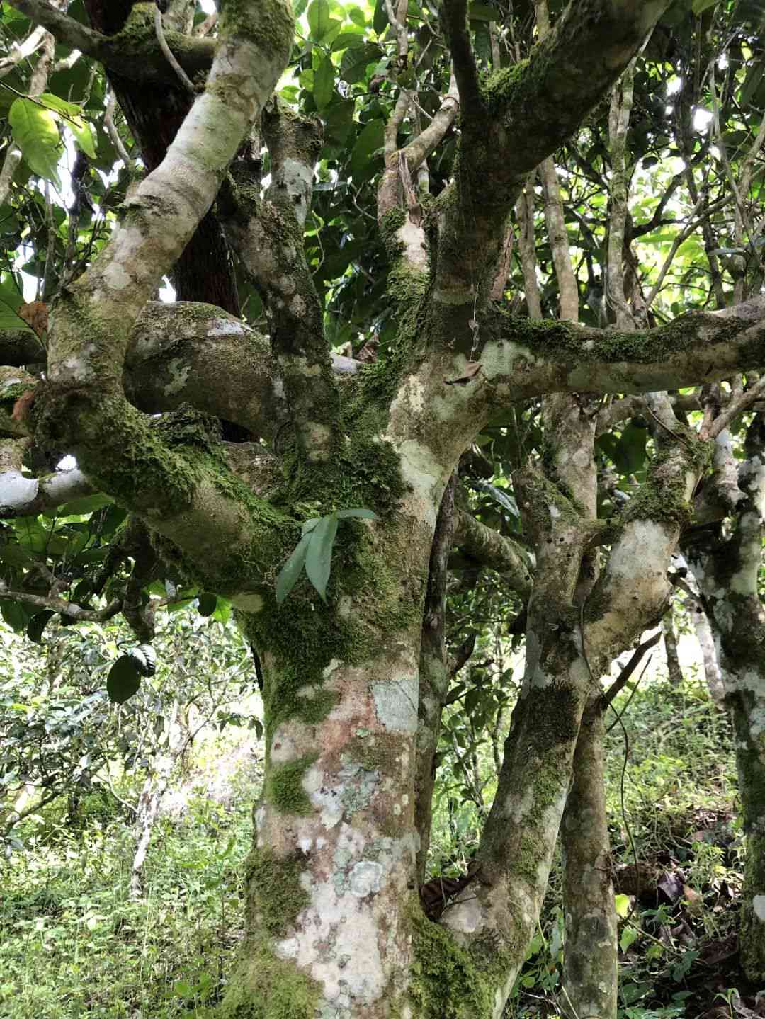 普洱茶为什么是拼配的味道：探究普洱茶拼配的原理与意义