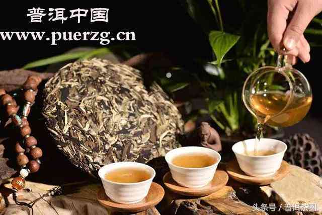 古树单株普洱茶特点，这些特征你了解吗？