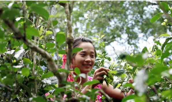 古树单芽普洱茶：价格、特点与品种解析，带你领略千年老树魅力