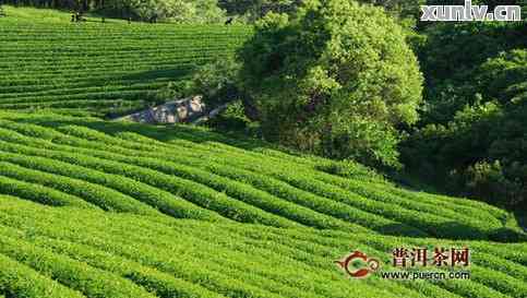 保山普洱茶：特点、名寨与生产地区解析