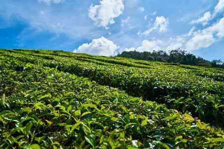 保山有普洱茶吗？现在哪里可以买到？价格是多少？哪款最为出名？