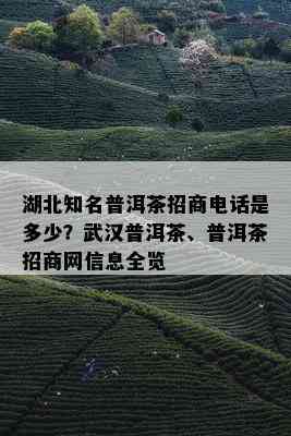 湖北普洱茶销售点全解：寻找湖北地区普洱茶购买地点及推荐