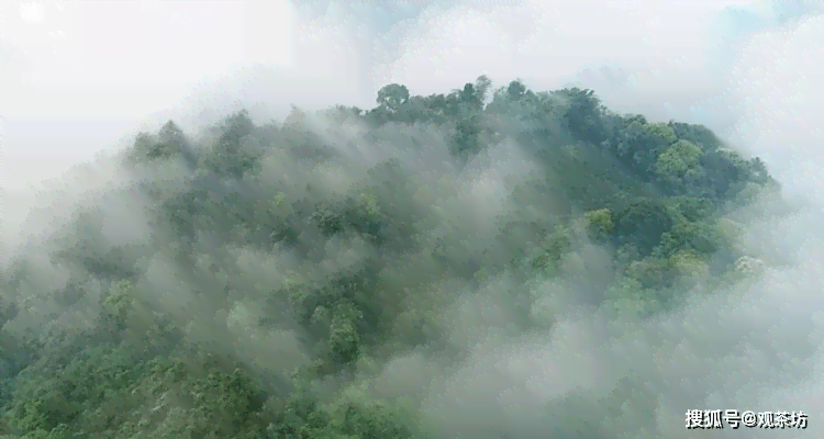 普洱茶山韵