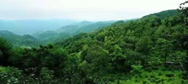 普洱茶山韵