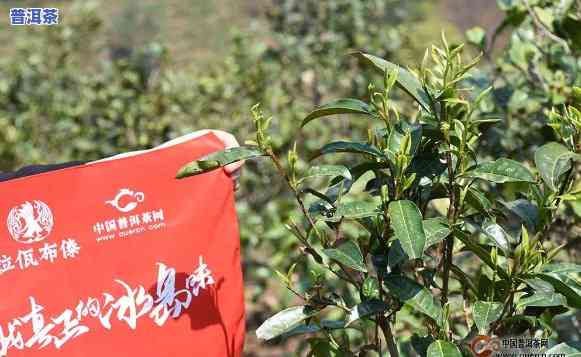 五寨茶厂：品质越，茶叶品种丰富，购买渠道多样，全方位解答您的茶叶需求