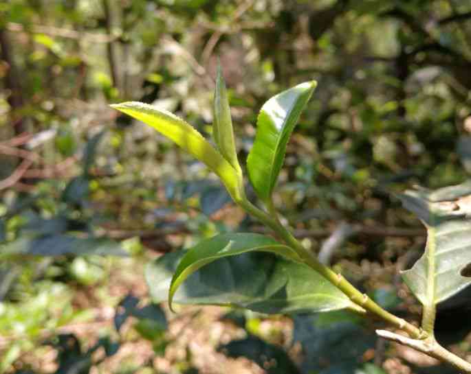 普洱单株生茶价格表：揭示单株普洱茶的特点和功效，以及它是如何流行起来的