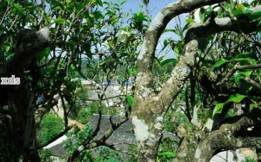 犇牛普洱茶：一款融合古树、陈年与山野风味的纯正云南普洱茶