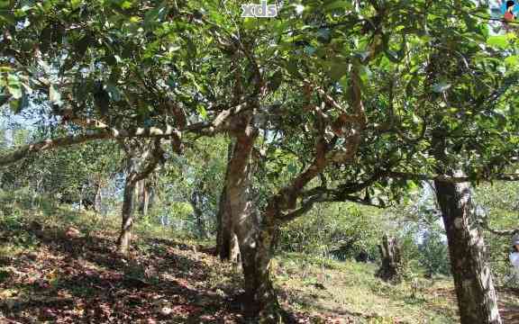 犇牛普洱茶：一款融合古树、陈年与山野风味的纯正云南普洱茶