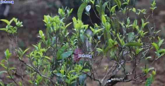 普洱茶雀