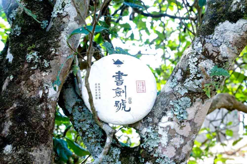 印玺普洱茶：古树韵味，茶香四溢，品味人生