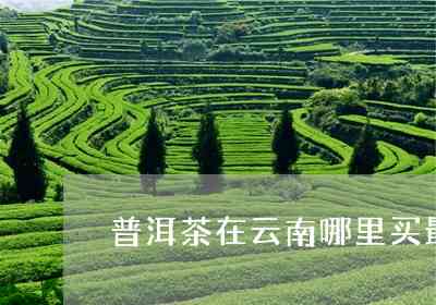 普洱茶在云南哪里买喝：云南普洱茶购地指南