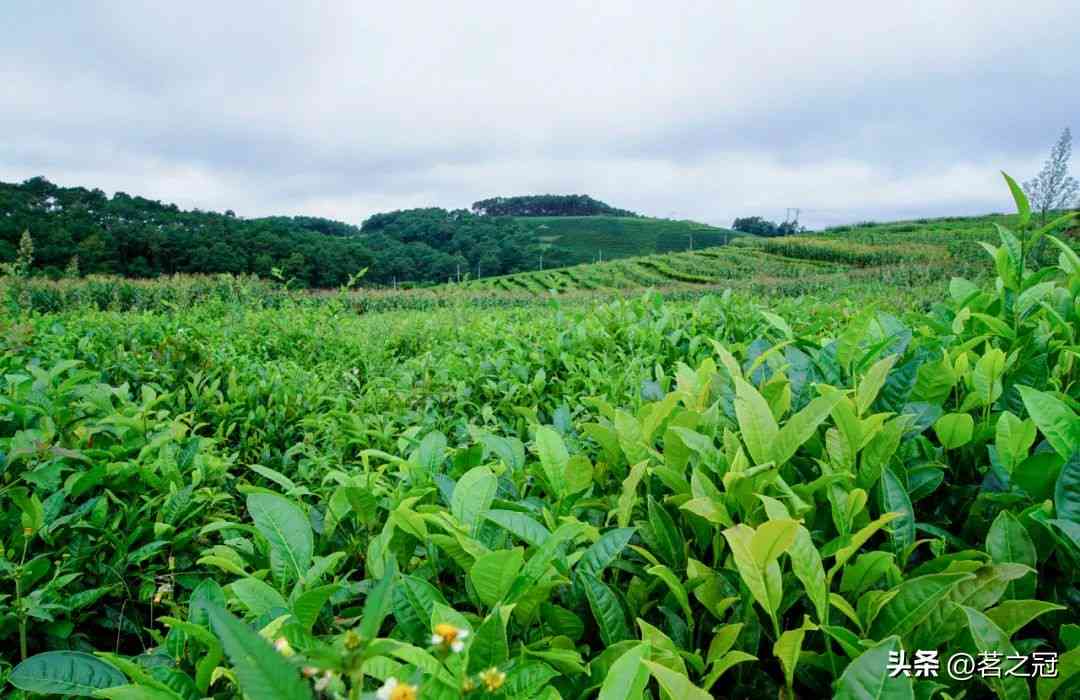 台普洱：全面了解这两种珍贵茶叶的功效、制作工艺与品鉴技巧