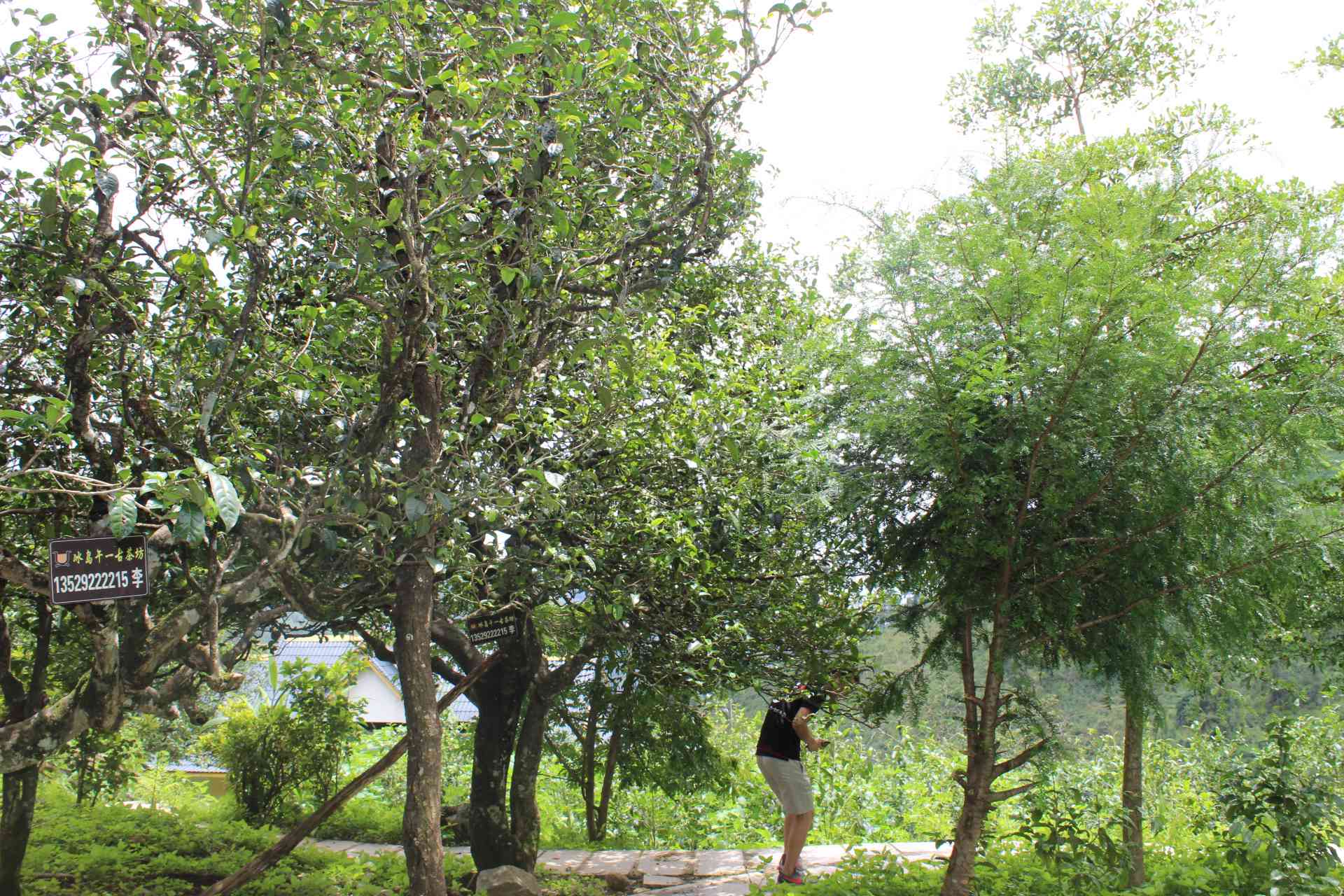 '雨天泡普洱茶的口感及适宜性'