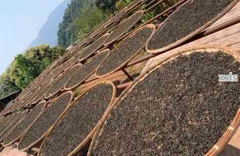 大量毛料普洱茶入库的原因是什么？普洱茶毛料详解