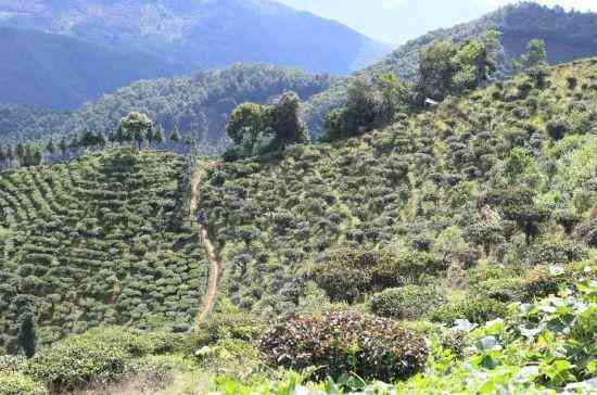 新 '凤凰山普洱茶：千年古树熟茶的醇厚与陈香'