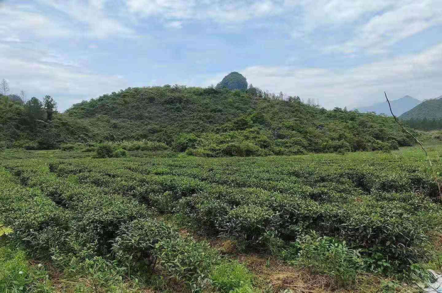 新探索与解析：选择大牌普洱茶的五大关键因素