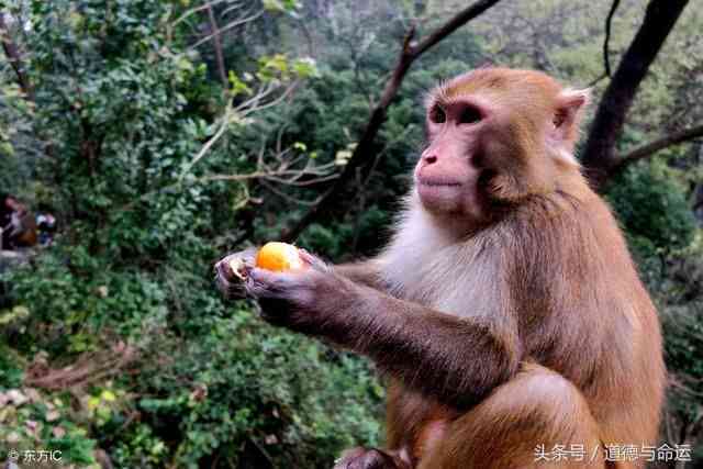 猴土命佩戴什么合适？风水大师为您解答